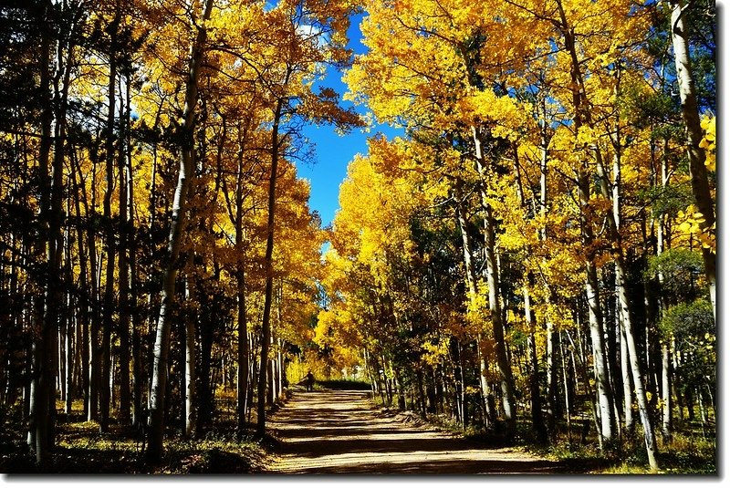 Aspen in Fall, Kenosha Pass, Colorado (44)