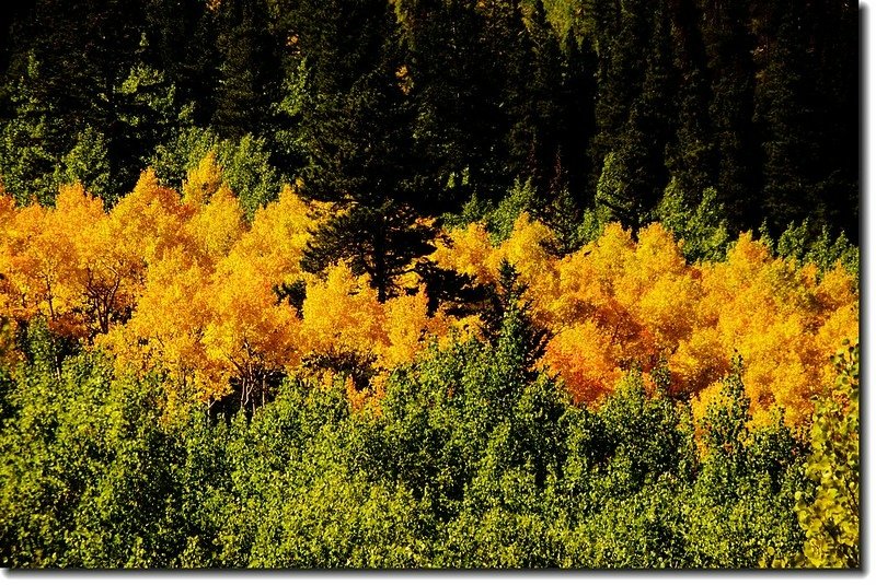 Aspen at Guanella Pass, Colorado 17