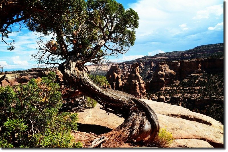 Juniper at Canyon Rim Trail 4