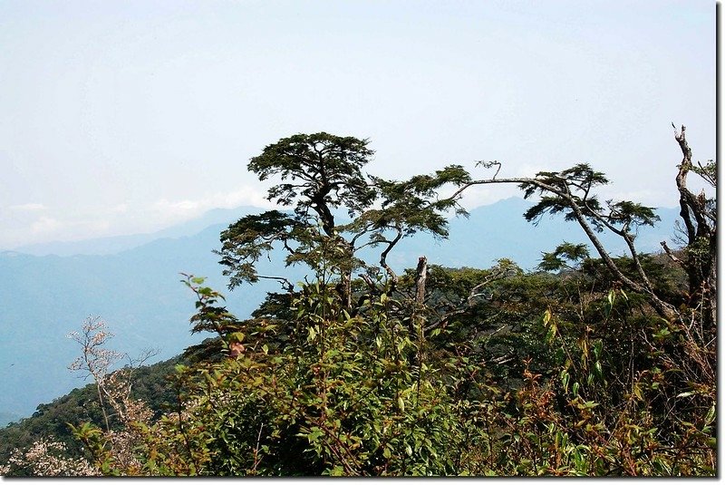 低陸山 主峰下鞍部展望