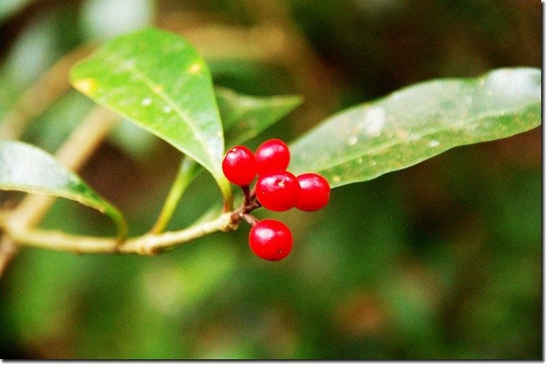 茵芋(果)