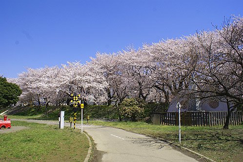 sakura0023_00.jpg