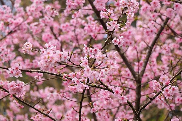 【光天高山】【向天湖山】O型環繞、夢幻杉林、巨岩、綠披風步道