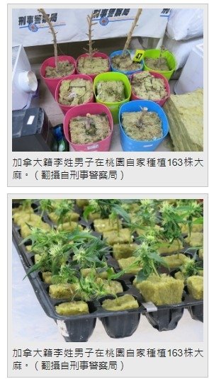 大麻合法化/查獲2615株大麻 市價近10億元/新竹關西大麻