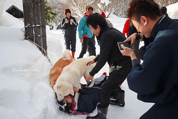 秋田犬哪裡看.png