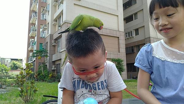 月輪中型鳥、角蛙餵食 | 分享飼養寵物文