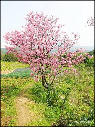 風尾步道_011.jpg