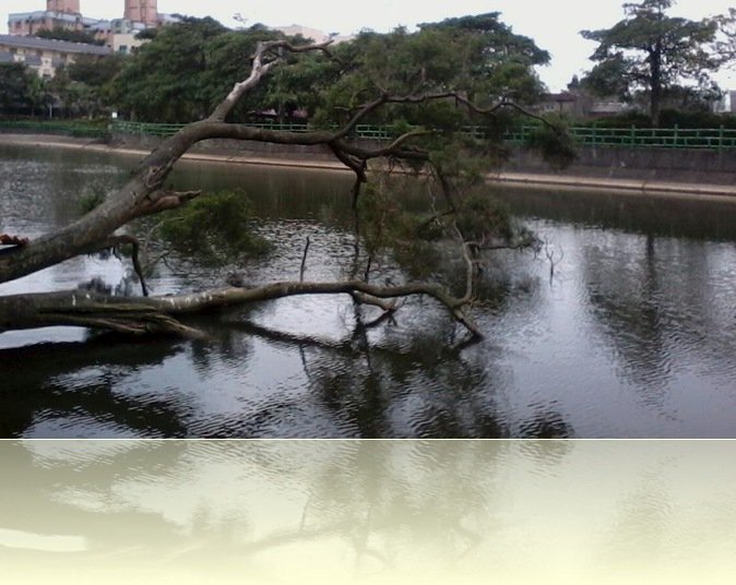 水中樹