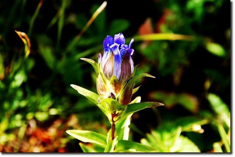 Mountain gentian(Parry gentian) 1