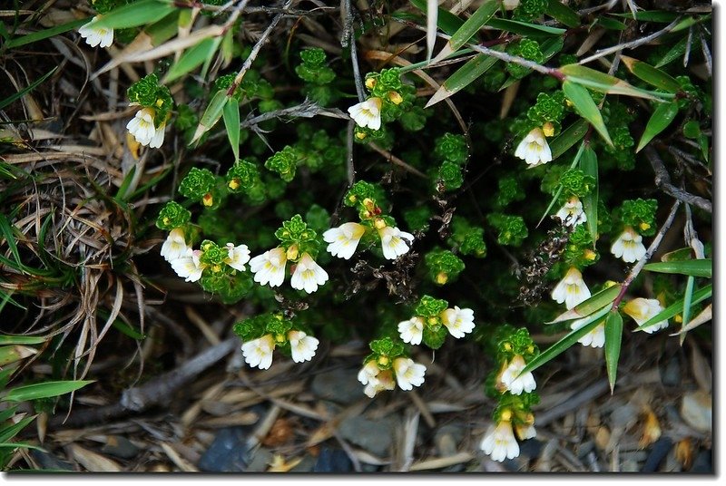 玉山小米草