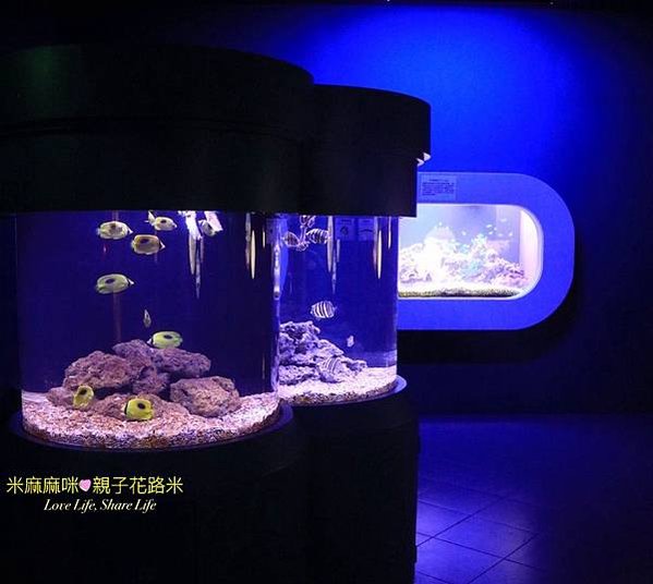 澎湖水族館, 澎湖全新開幕室內親子景點,澎湖 海底隧道, 澎湖 海龜