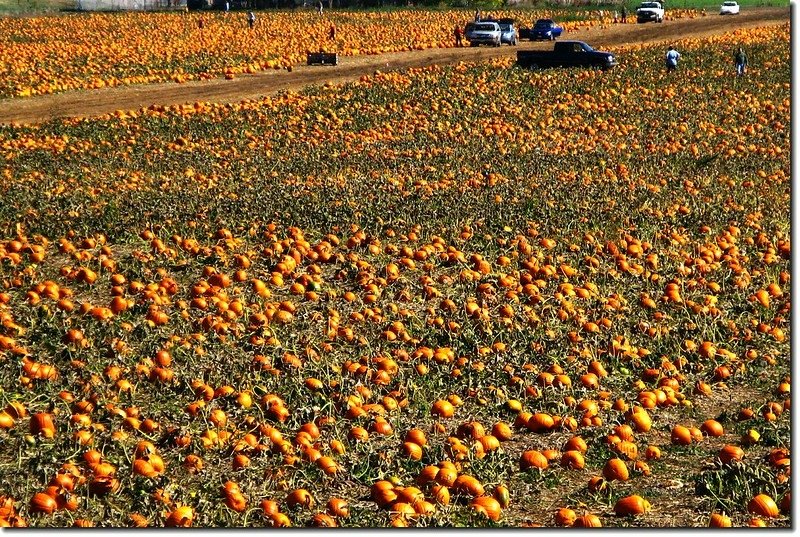 Pumpkin field 1