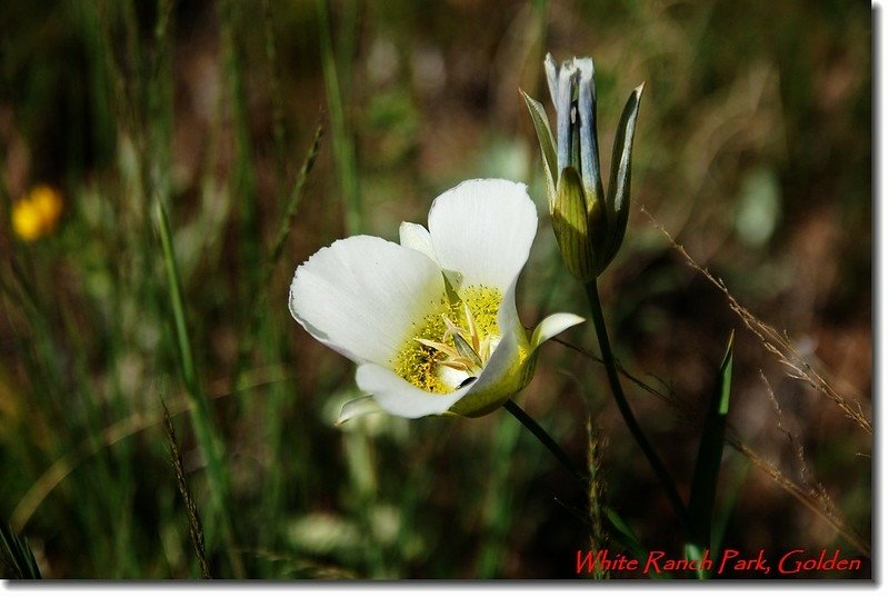 Sego Lily