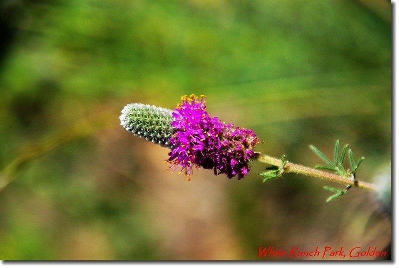 Prairie Clover