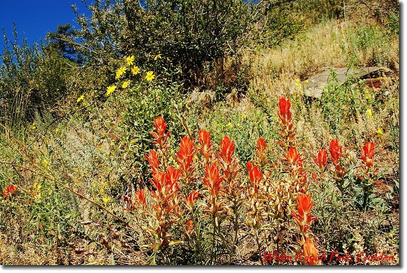 Indian Paintbrush