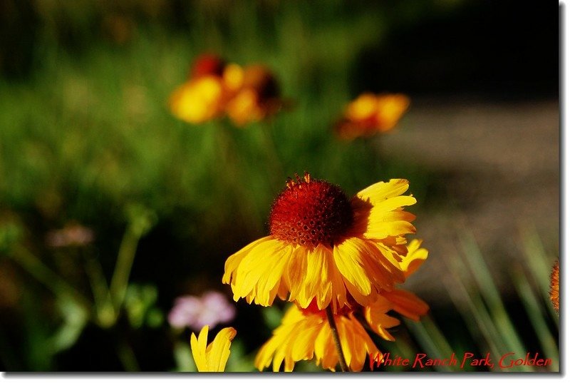 Coneflower 3