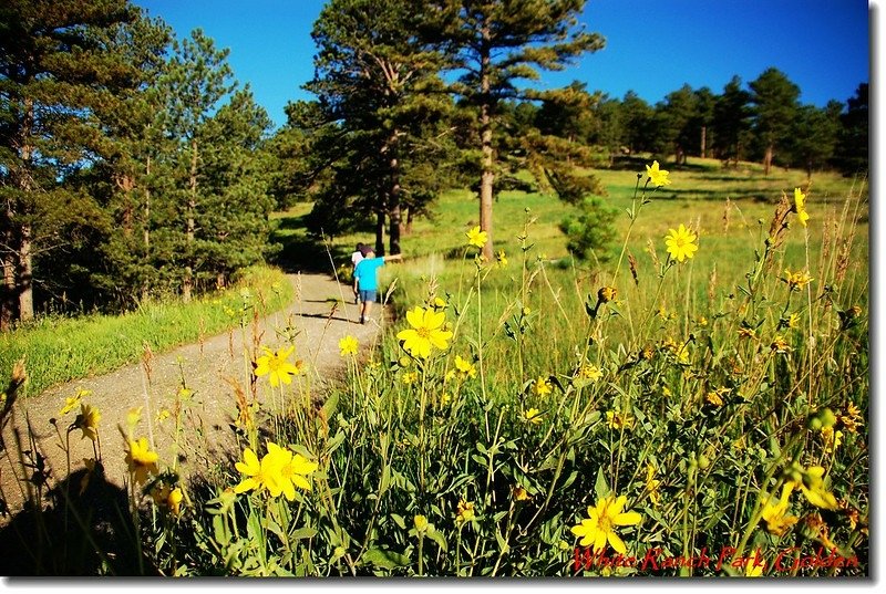 Subalpine Arnica 1