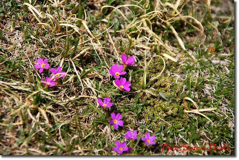 Alpine Primrose