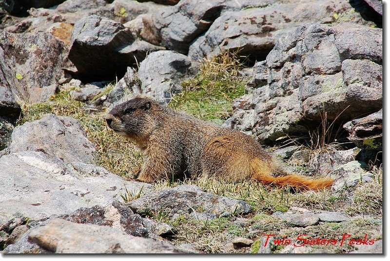 Marmot 2