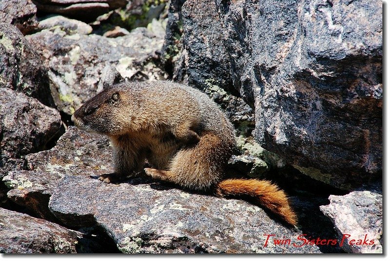 Marmot 1