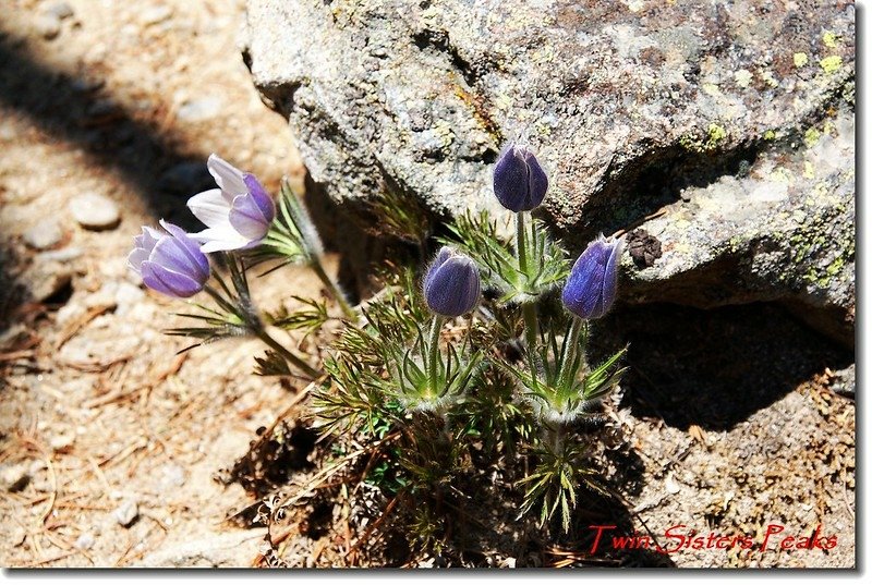 Pasque Flower 3