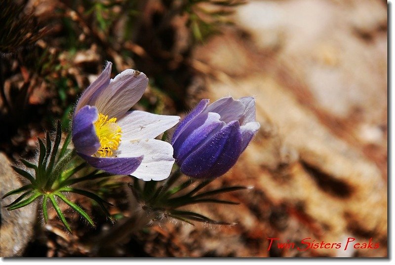 Pasque Flower 4