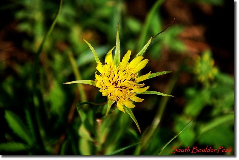 Yellow Salsify