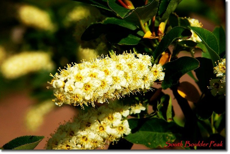 Chokecherry 1