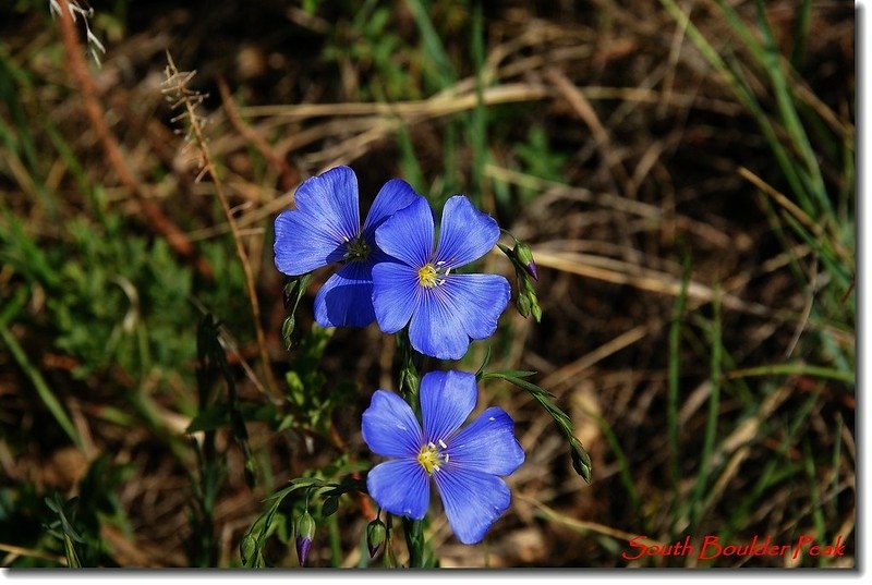 Wild Blue Flax 4