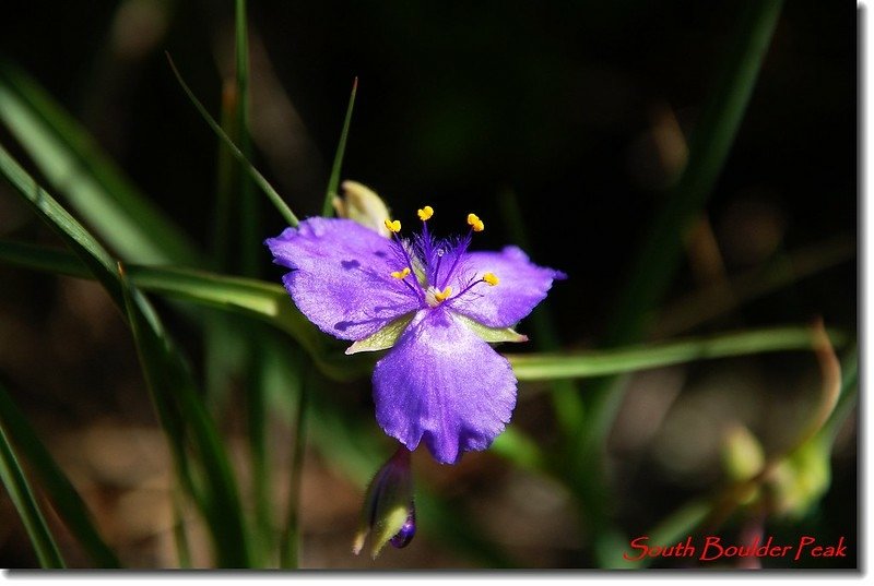 Western Dayflower 1