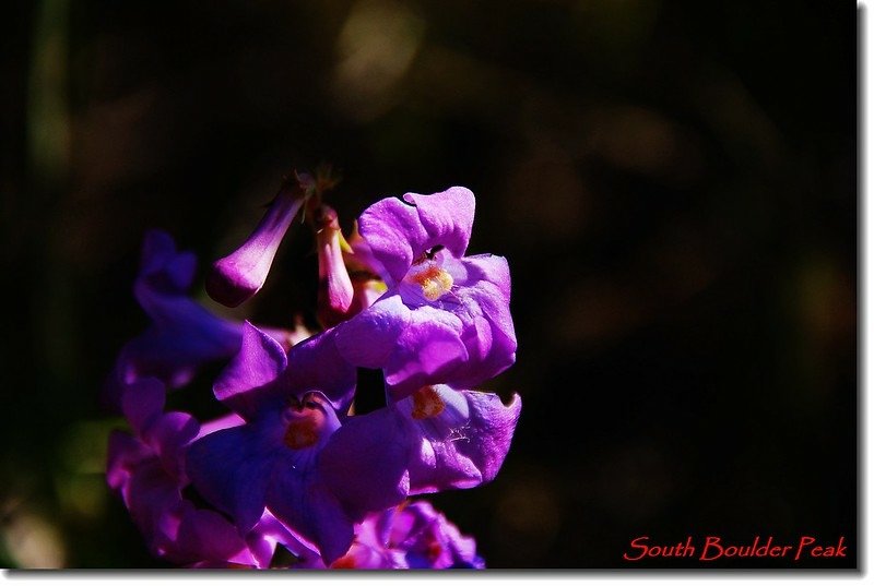 Shell-leaf Penstemon 1