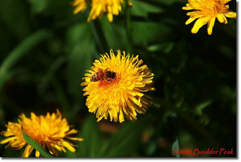 Common Dandelion 2