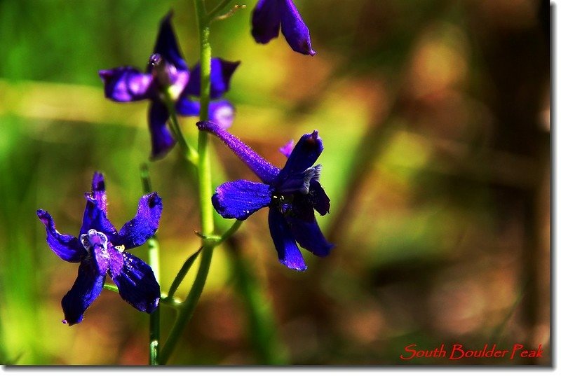 Early Larkspur 3