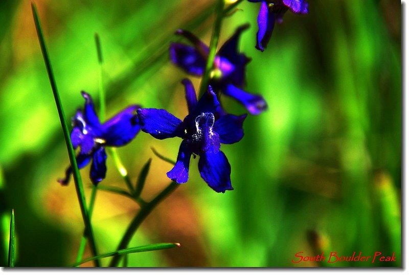 Early Larkspur 1