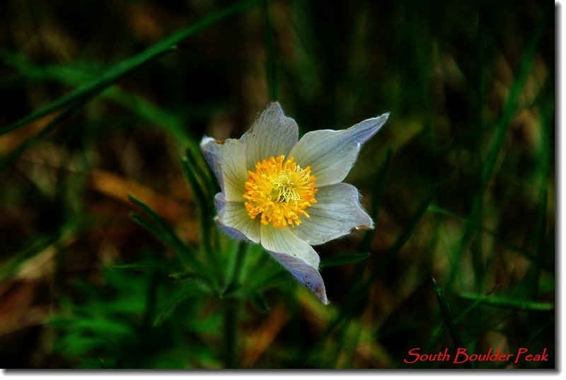 Pasque Flower 2