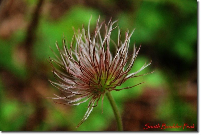 Pasque Flower Seed Heads 2