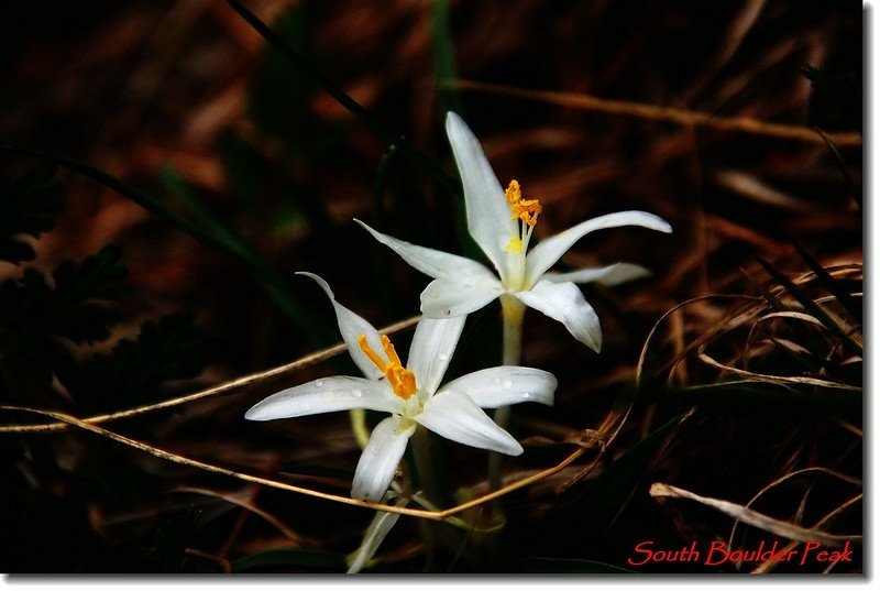 Sand Lily(Star Lily) 2