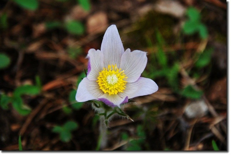 Pasqueflower 2