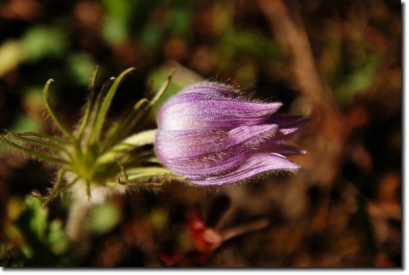 Pasqueflower 1