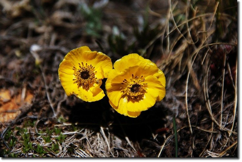 Alpine avens 1