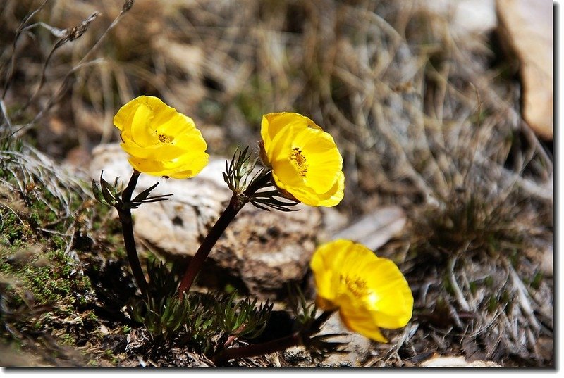 Alpine avens