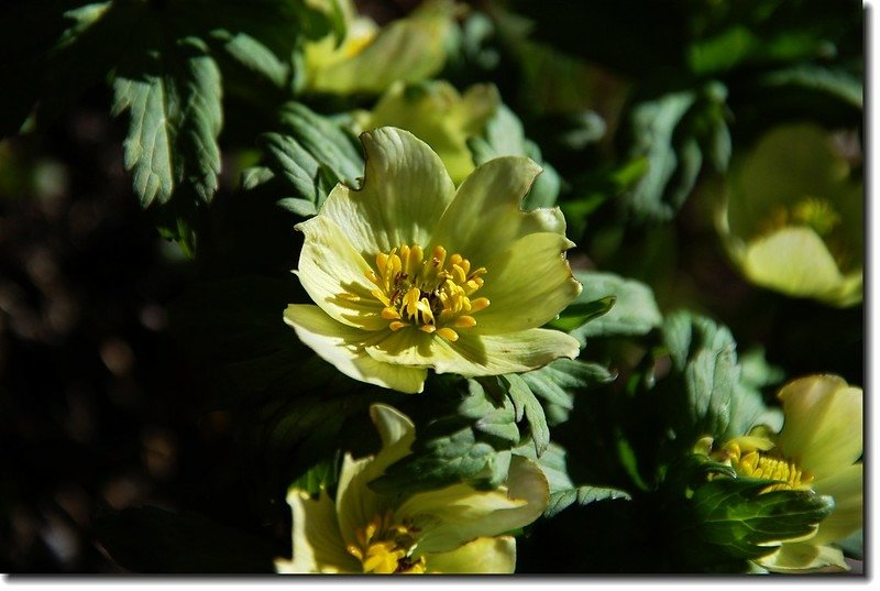 Globeflower 2