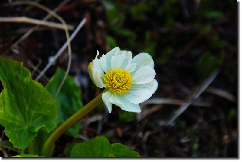 White Marsh Marigold 1