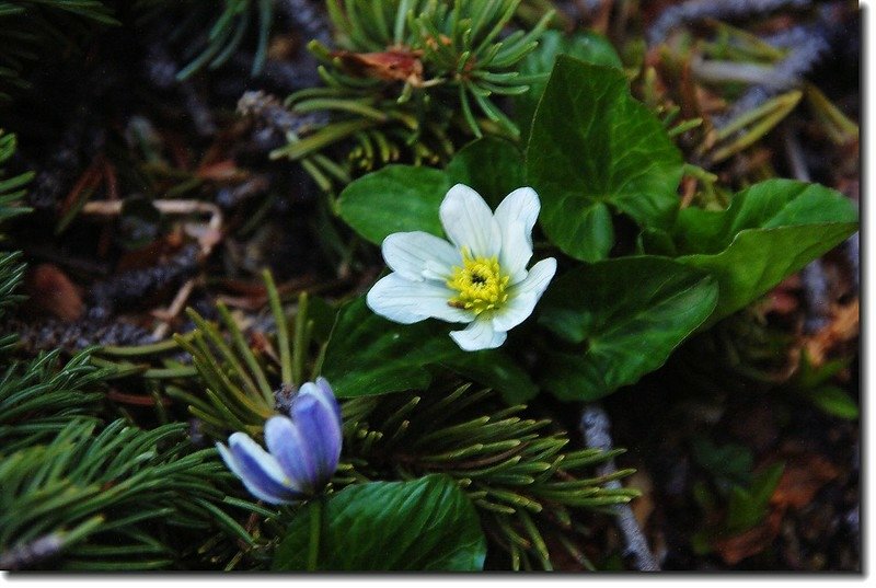 White Marsh Marigold 3