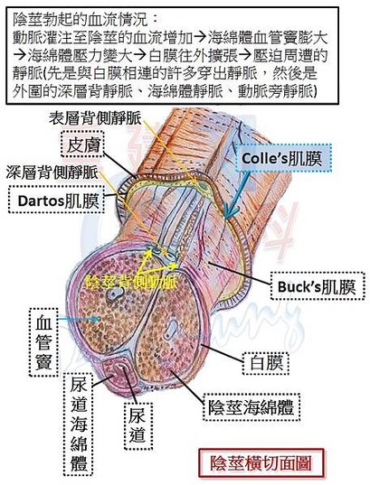 陰莖血流現象.jpg