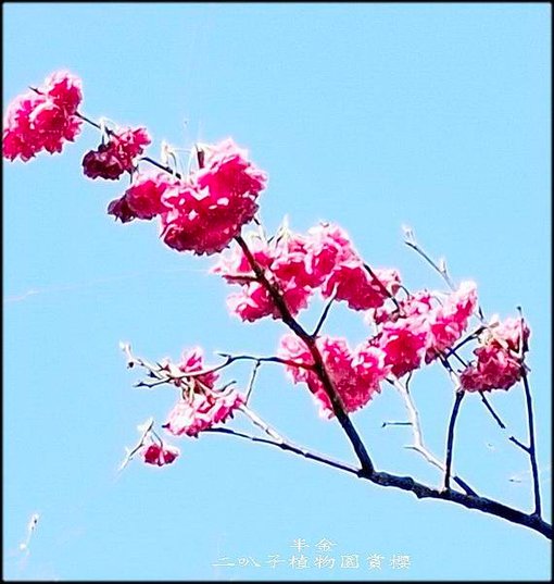 二叭子植物園賞櫻_013.jpg