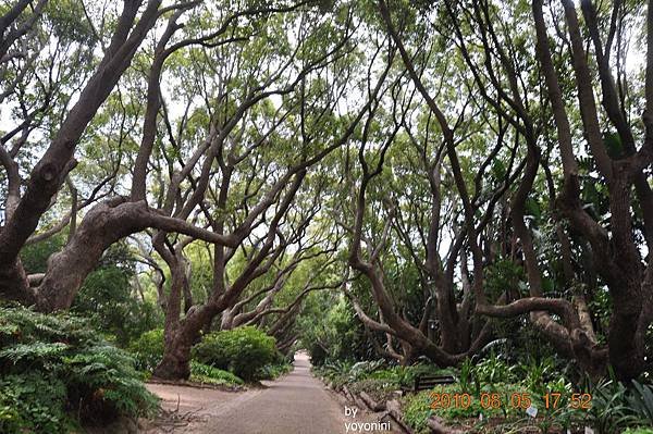 DSC_0408這是森林木道.JPG