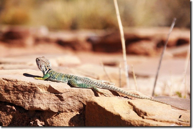 Lizard in the park 1