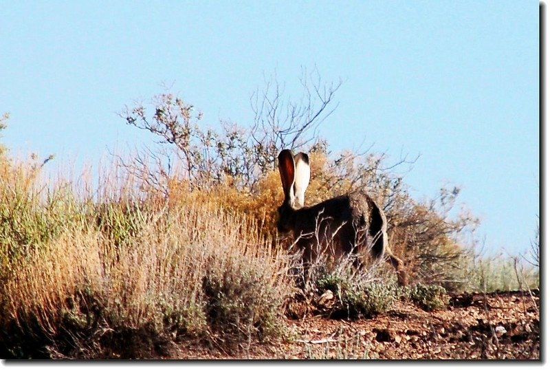 Desert Cottontail 2