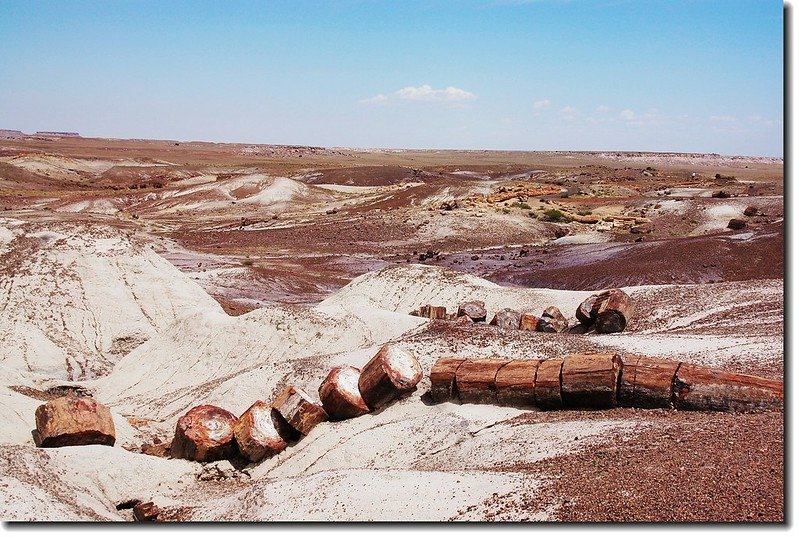 Petrified wood exposed along the Crystal Forest Loop Trail at Petrified Forest 10